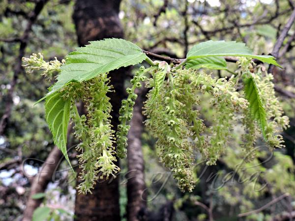 Himalayan Mulberry